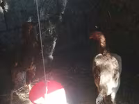 Chickens — φωτογραφία 1