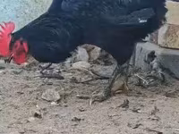 Chickens — foto 3