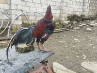 Chickens — รูปภาพ 7