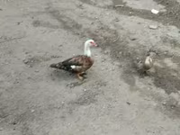 مسکوی خانگی — عکس 5
