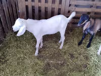 بز نر, Nubian Goat — عکس 4