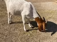 بز ماده, Boer goat — عکس 1