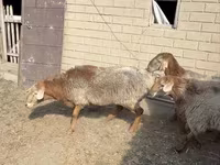 Domba jantan, Hissar sheep — foto 4