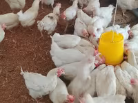 Chickens — foto 2