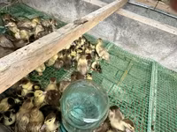 Ducks — تصویر 1