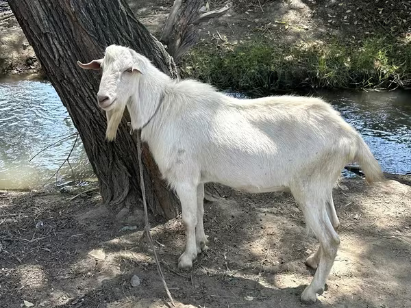 Billy Goat, Goats — Uzbekistan