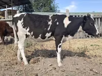 Крава, Russian Black pied cattle — снимка 1