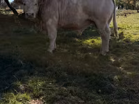 Tjur, Kasta ko — foto 2