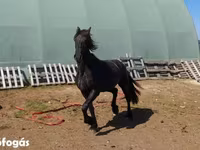암말, Friesian — 사진 4