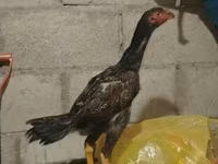 Chickens — foto 1