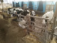 Bou, Bovine — foto 3