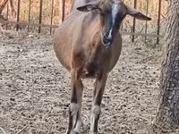 பெண் வெள்ளாடு, Alpine goat — புகைப்படம் 2