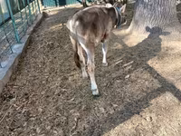 Lembu jantan, Swiss cattle — foto 4