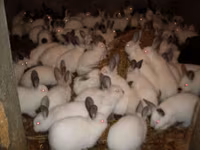 Granule pentru iepuri de calitate superioara.Edineț.facem livrare — zdjęcie 4