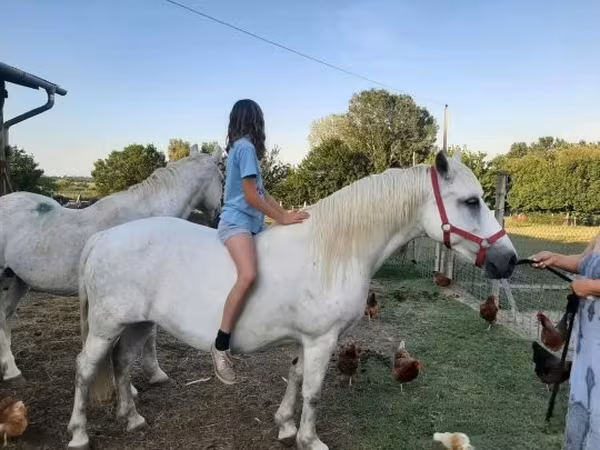فرس, Hungarian horse breed