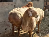 قوچ, گوسفند — عکس 1