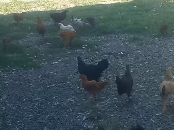 Chickens
