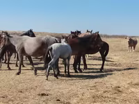 Cal, Mugalzhar horse — foto 5