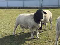 Sheep, Dorper sheep — photo 2