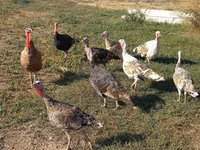 Turkeys — تصویر 3