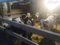 Byk, Russian Black pied cattle — zdjęcie 3