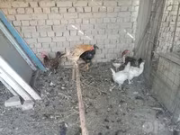 Chickens — foto 3