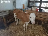 ወንድ በሬ, Simmental cattle — ፎቶ 2