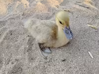 Ducks — عکس 1