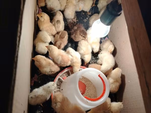 Chickens