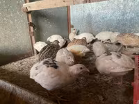 Quails — Foto 1