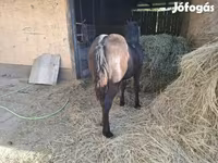 Jument, Chevaux — photo 3