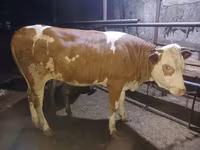 Mucca, Simmental cattle — foto 5
