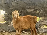 كبش, Arashan sheep — الصورة 1