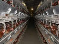 Premixuri pentru animale şi păsări — عکس 3