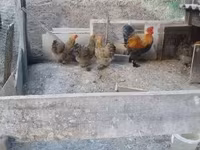 Brahma — foto 4
