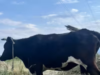 วัวตัวเมีย, Russian Black pied cattle — รูปภาพ 1
