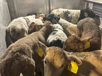 Ταύρος, Simmental cattle — φωτογραφία 3
