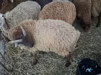 Biri-biri betina, Sheep — foto 5