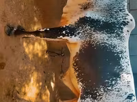 گاو نر, گاو — عکس 1