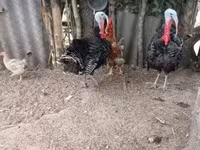 Turkeys — снимка 2