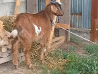 Buk, Beetal goats — foto 7