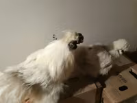 Silkie — foto 1