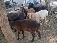Carneiro, Arashan sheep — foto 4