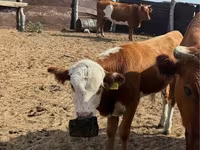 Bulle, Kasachische Weißkopfkuh — Foto 1