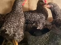 مرغ راه‌راه اسلوونی — عکس 1