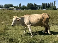Kuh, Rinder — Foto 5