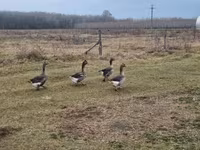 Geese — عکس 1