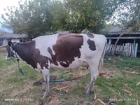 Mucca, Razza Holstein — foto 4