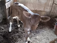 गाय, Simmental cattle — फ़ोटो 4