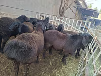 قوچ, Hissar sheep — عکس 1